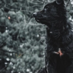 Программы лояльности казино без депозита для семейного бюджета