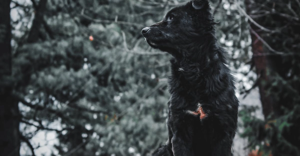 Программы лояльности казино без депозита для семейного бюджета